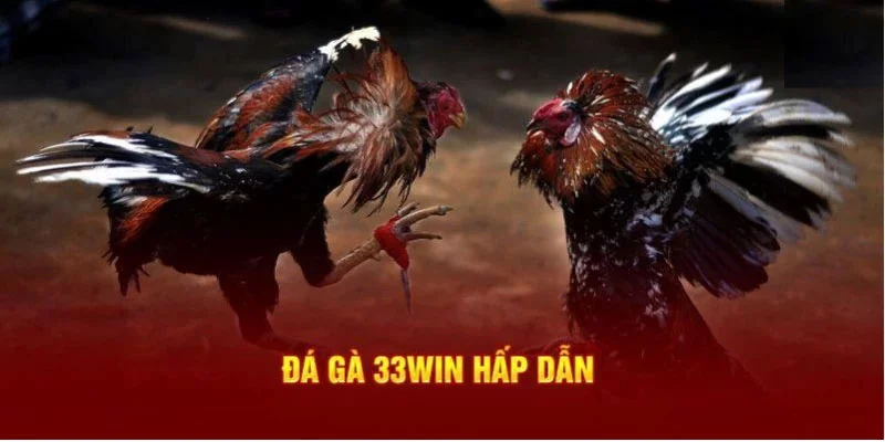 Sảnh chơi đá gà 33win